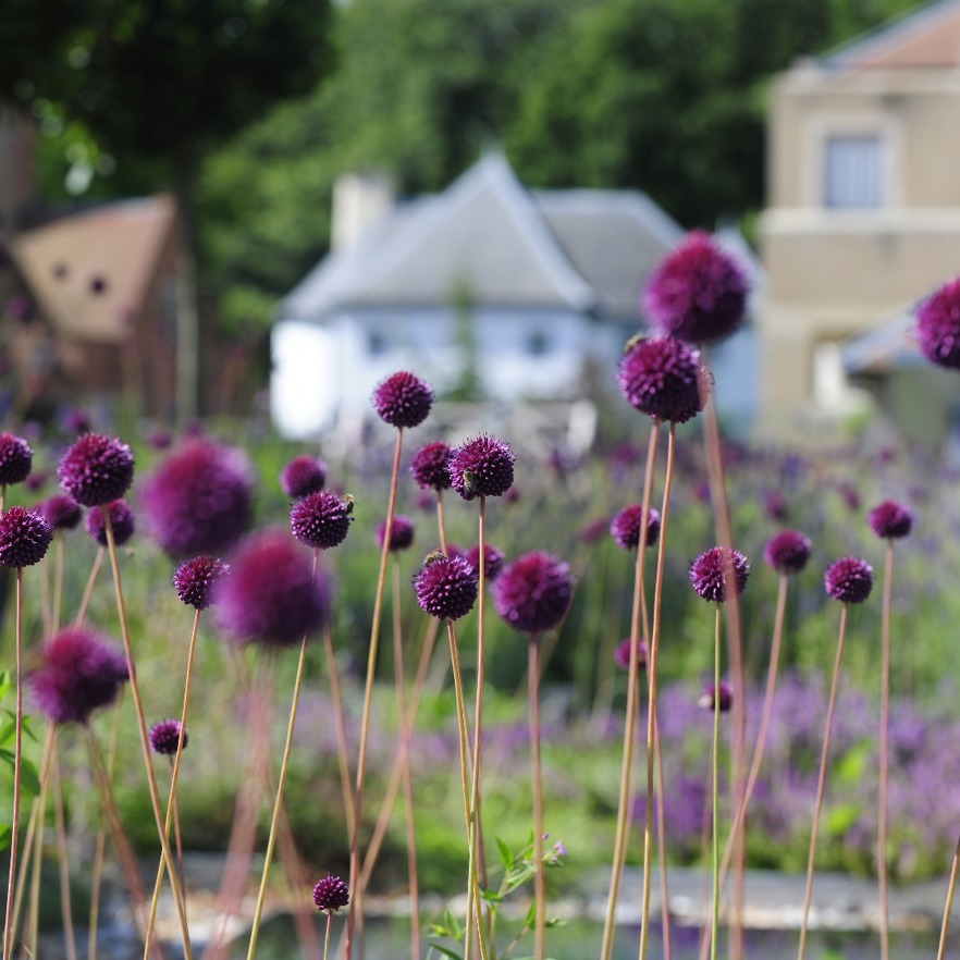 aliums-on-herb-house-roof