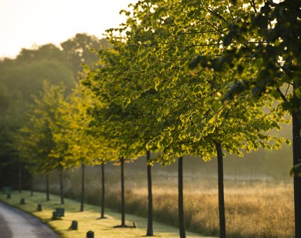 LIME WOOD DRIVE AT DUSK 2 Lime Wood « Amy Murrell 2016 63 Copy