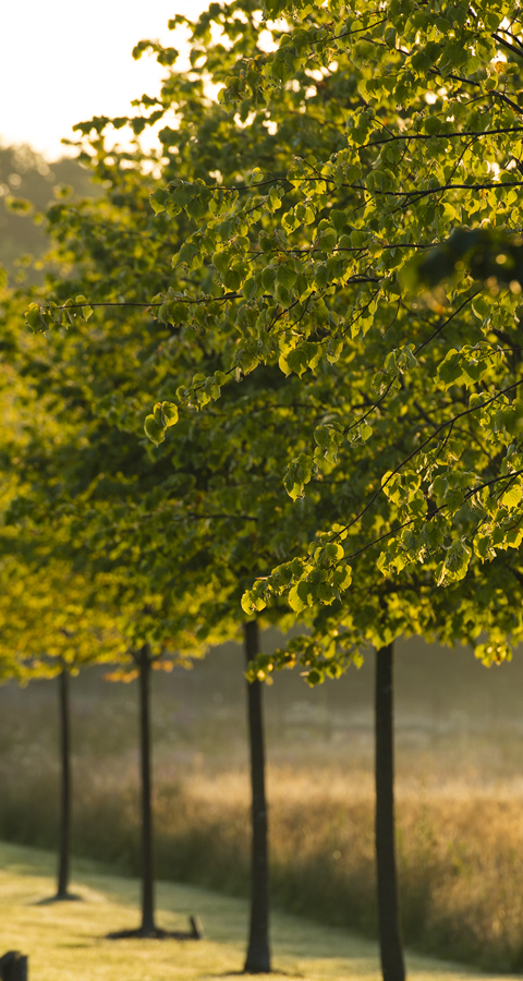 LIME WOOD DRIVE AT DUSK 2 Lime Wood « Amy Murrell 2016 63 Copy